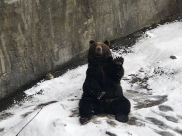 のぼりべつクマ牧場に投稿された画像（2020/11/24）