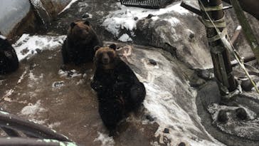 のぼりべつクマ牧場に投稿された画像（2020/11/24）