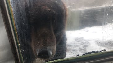 のぼりべつクマ牧場に投稿された画像（2020/11/24）