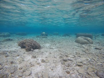 武藤潜水に投稿された画像（2020/11/25）