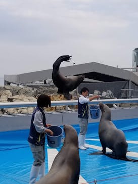 大分マリーンパレス水族館 「うみたまご」に投稿された画像（2020/11/22）