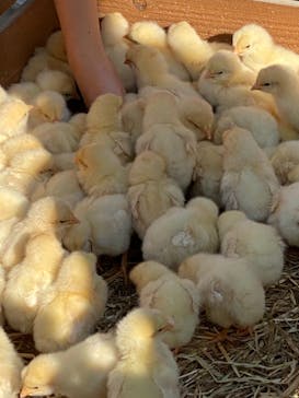 しろとり動物園に投稿された画像（2020/11/25）