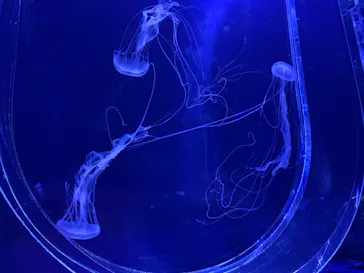 すみだ水族館に投稿された画像（2020/11/25）