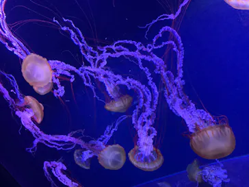 すみだ水族館に投稿された画像（2020/11/25）