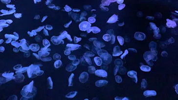 すみだ水族館に投稿された画像（2020/11/25）