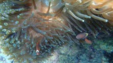 ダイビングショップ Sea Free（シーフリー）に投稿された画像（2020/11/25）