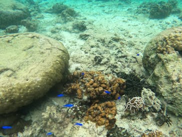 青の洞窟専門店　沖縄ダイビングショップ和に投稿された画像（2020/11/25）