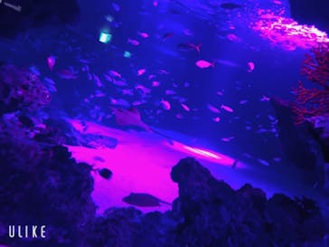 サンシャイン水族館に投稿された画像（2020/11/25）