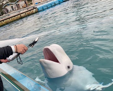 横浜・八景島シーパラダイスに投稿された画像（2020/11/25）