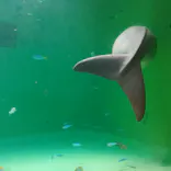 鳥羽水族館に投稿された画像（2020/11/25）