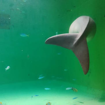 鳥羽水族館に投稿された画像（2020/11/25）