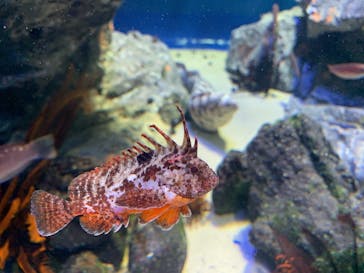 サンシャイン水族館に投稿された画像（2020/11/25）