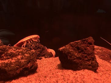 サンシャイン水族館に投稿された画像（2020/11/25）