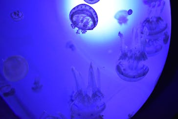 サンシャイン水族館に投稿された画像（2020/11/25）