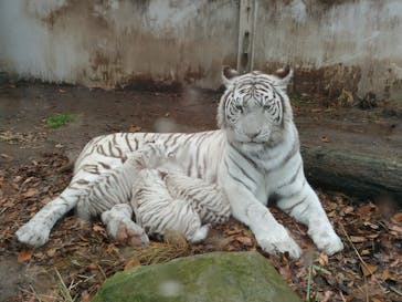 伊豆アニマルキングダムに投稿された画像（2020/11/25）