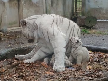 伊豆アニマルキングダムに投稿された画像（2020/11/25）