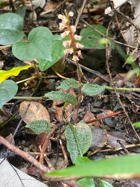 アイランドサービスに投稿された画像（2020/11/25）