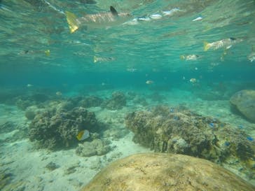 武藤潜水に投稿された画像（2020/11/26）