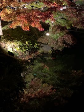 なばなの里に投稿された画像（2020/11/26）