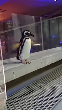 すみだ水族館に投稿された画像（2020/11/26）