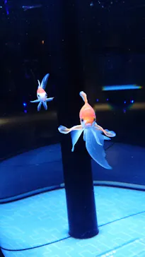 すみだ水族館に投稿された画像（2020/11/26）