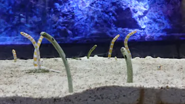 すみだ水族館に投稿された画像（2020/11/26）