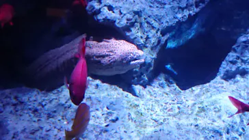 すみだ水族館に投稿された画像（2020/11/26）