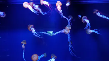 すみだ水族館に投稿された画像（2020/11/26）