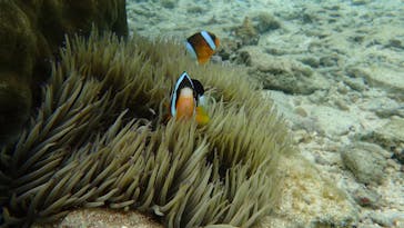 ダイビングショップ Sea Free（シーフリー）に投稿された画像（2020/11/26）