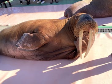 ゼロ距離水族館 伊勢シーパラダイスに投稿された画像（2020/11/26）