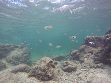 武藤潜水に投稿された画像（2020/11/26）