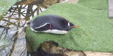 那須どうぶつ王国に投稿された画像（2020/11/26）