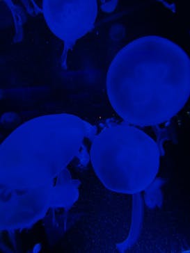 京都水族館に投稿された画像（2020/11/26）