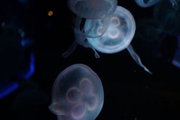 京都水族館に投稿された画像（2020/11/26）