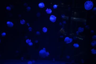京都水族館に投稿された画像（2020/11/26）