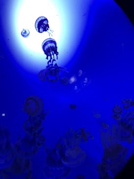 サンシャイン水族館に投稿された画像（2020/11/26）