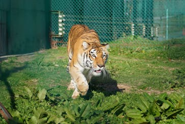 岩手サファリパークに投稿された画像（2020/11/26）