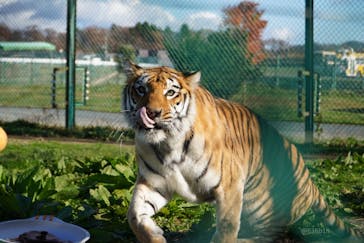 岩手サファリパークに投稿された画像（2020/11/26）