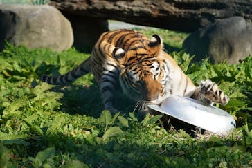 岩手サファリパークに投稿された画像（2020/11/26）