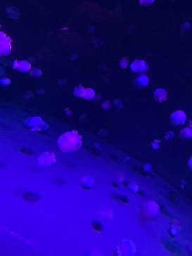 京都水族館に投稿された画像（2020/11/26）