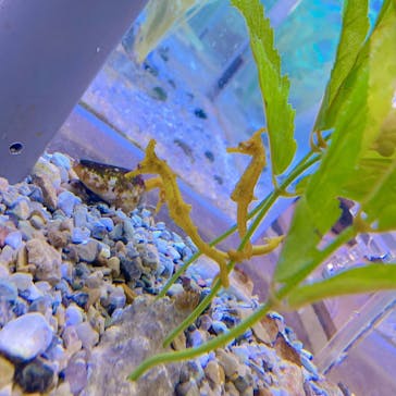 ゼロ距離水族館 伊勢シーパラダイスに投稿された画像（2020/11/26）