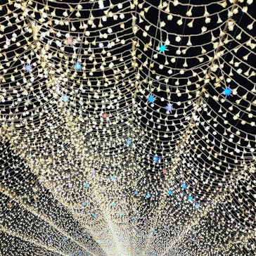 なばなの里に投稿された画像（2020/11/26）