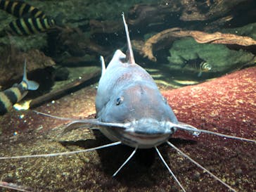 サンシャイン水族館に投稿された画像（2020/11/26）