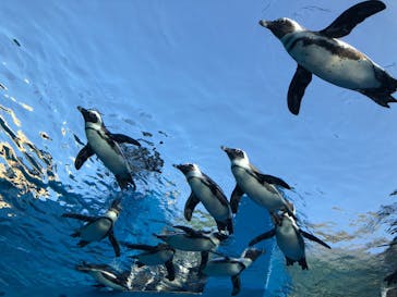 サンシャイン水族館に投稿された画像（2020/11/26）