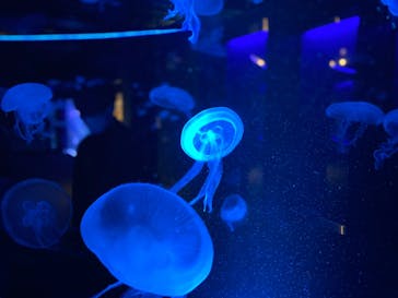 京都水族館に投稿された画像（2020/11/26）