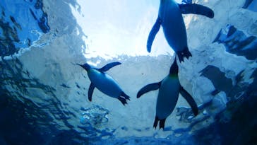 旭川市旭山動物園に投稿された画像（2020/11/26）