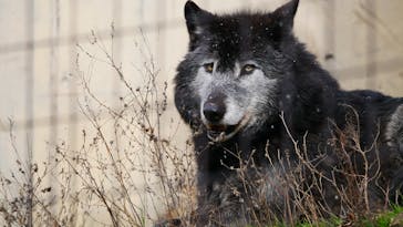 旭川市旭山動物園に投稿された画像（2020/11/26）