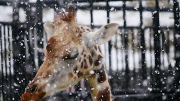 旭川市旭山動物園に投稿された画像（2020/11/26）