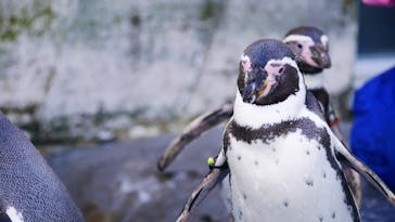 旭川市旭山動物園に投稿された画像（2020/11/26）