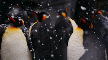 旭川市旭山動物園に投稿された画像（2020/11/26）